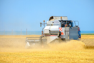 A modern gray agricultural harvester in the dust mows ripe yellow dried wheat in the field. Hot sunny summer day.