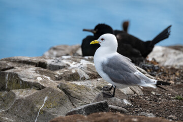 Fototapeta premium Kittiwake on Inner Farne in the Farne Islands