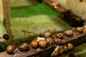 A group of snails. Snail farm