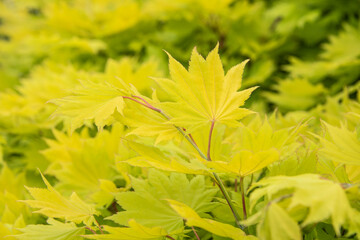 the decorative yellowish leaves of a shirasawa maple