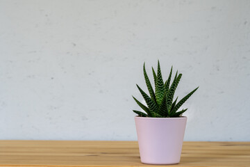 Small plant in pot succulents or cactus on a shelf