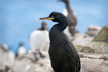Shag (Phalacrocorax Aristotelis) on the Farne Islands, Northumberland, England