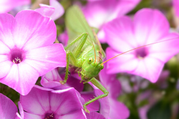 Insekten 19 © K.-U. Häßler