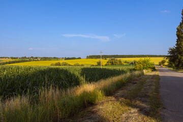 Obraz premium landscape with field