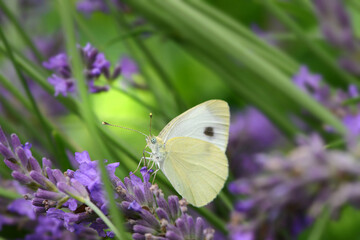 Schmetterling 921