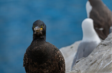 Shag (Phalacrocorax Aristotelis) on the Farne Islands, Northumberland, England