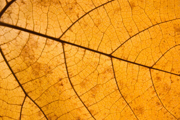 Naklejka na ściany i meble Orange leaf fallen with veins close-up. Autumn leaf texture