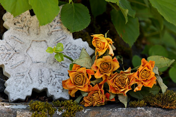 A bunch of faded and dry roses on a stone in garden