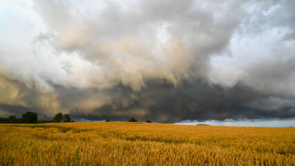 Dark clouds and bad stormy weather thunderstorm at harvest over wheat and spelt field landscape....