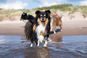 Cute shetland shepdog in lifeguard vest sitting outside on summer day with sea, ocean background....