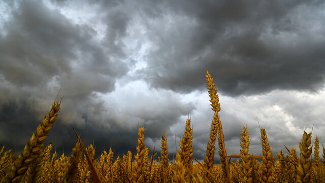Schlechtes Wetter Regen kurz vor der Getreide Dinkel Weizen Ernte. 