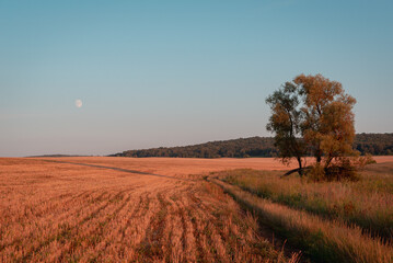 Fototapeta premium landscape with trees