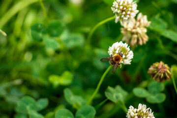 Bumblebee collects pollen from yellow flowers and clover in summer day.