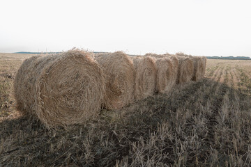 Hay rolls in the field.