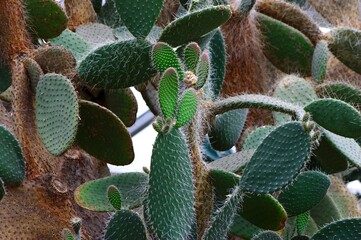 Colorful bright cactus close-up