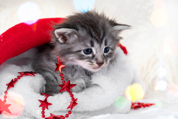 Baby Cat playing garlands in a Santa Claus hat indoor. Funny pet and gifts for the New Year