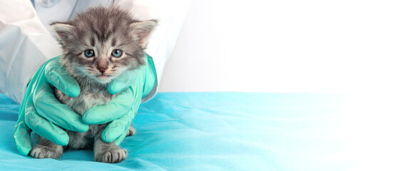 Crop view of caring veterinarian doctor in white wear and blue protective gloves holding a pet...