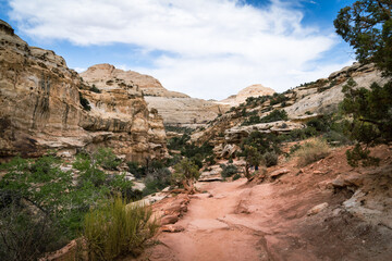 Fototapeta premium Along the Hickman Bridge trail in Captiol Reef National Park on a cloudy spring day