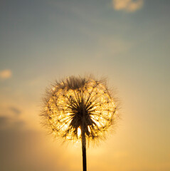 Obraz na płótnie Canvas Beautiful dandelion on sunset close-up