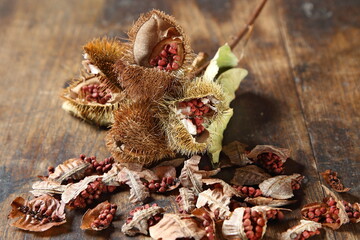 Urucum, native Brazilian plant, used as a seasoning