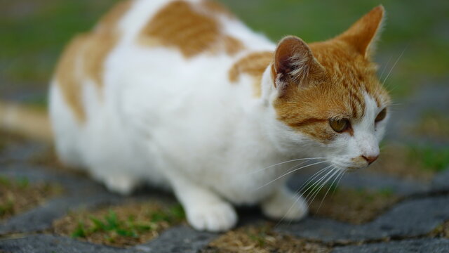 Gato adulto, branco e laranja