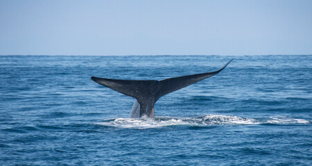 Blue Whale Fluke Off Southern California