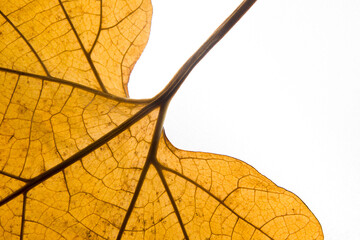 Autumn leaf fallen with veins close-up on white background