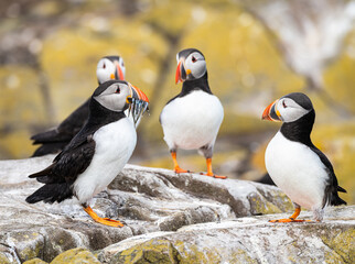 Fototapeta premium Puffins on the ground on Inner Farne Lsland in the Farne Islands, Northumberland, England