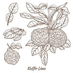 Kaffir Lime Fruits and Leaves in Hand Drawn Style