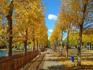 Fototapeta na wymiar alley of trees in the autumn park