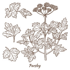 Parsley Plant and Leaves in Hand Drawn Style