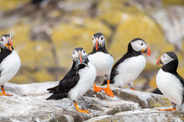 Puffin with fish on the ground on Inner Farne Island in the Farne Islands, Northumberland, England