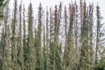 Geschädigte Nadelbäume im Wald
