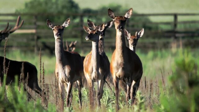 A small herd of deer with beautiful horns grazing in the meadow, and then goes away. High quality FullHD footage.