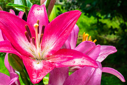 lily flowers in a summer garden in macro photos