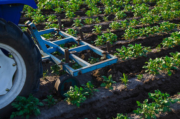 A tractor with a plow is cultivating a field of potatoes. Agroindustry and agribusiness. Field work...