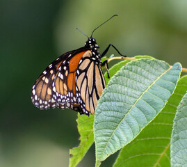 A monarch butterfly sits on a leaf.