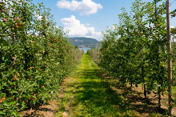Fototapeta na wymiar apple trees garden