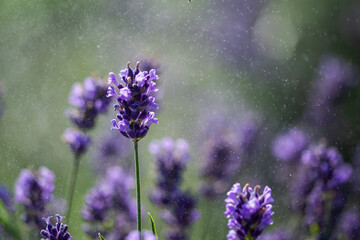 lavender thread in the middle of a lavender field  in Romania,Bistrita