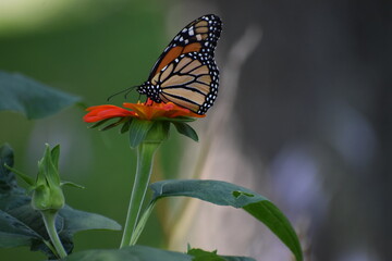 Monarch butterfly on Mexican Sunflower tithonia enjoying some nectar