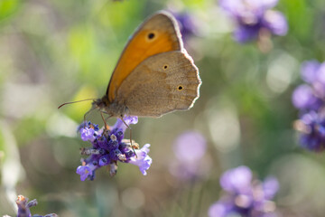 butterfly on a lavender flower