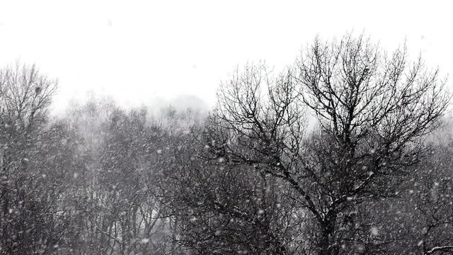 There is a snowstorm over the bare trees in the park. High quality FullHD footage