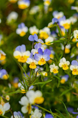 Meadow flowers tricolor violet among grass, purple yellow and white petals delicate flower, summer background