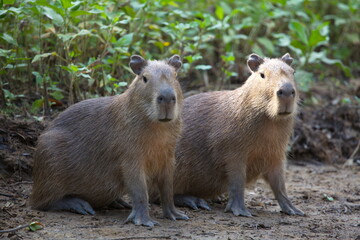 Closeup portrait of two Capybara (Hydrochoerus hydrochaeris) sitting on riverbank looking at camera Pampas del Yacuma, Bolivia.