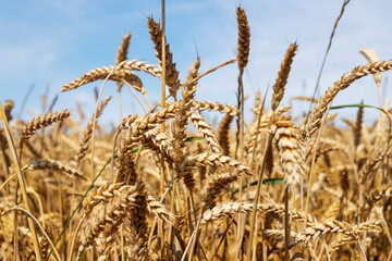 Close-up of ears of cereal crop in the field. Harvest, autumn concept. Selective and soft focus.