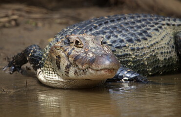 Closeup head on portrait of Black Caiman (Melanosuchus niger) entering water from riverbank focus...