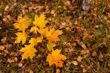 Autumn background with yellow maple leaves in the forest. Selective focus