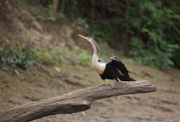 Closeup portrait of Neotropic Cormorant (Phalacrocorax brasillianus) spreading wings sunbaking on log, Bolivia.