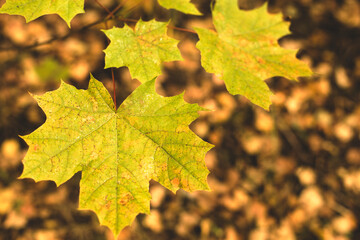 Autumn background with yellow maple leaves in the forest. Selective focus