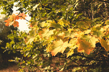 Autumn background with yellow maple leaves in the forest. Selective focus